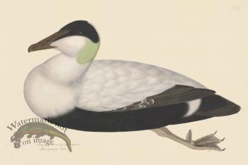 Rudbeck CFA 261 White Backed Eider